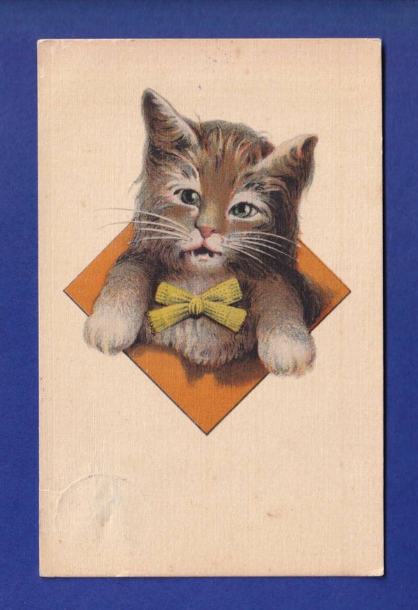 CHAT et nœud papillon // voir dos (aminci) //