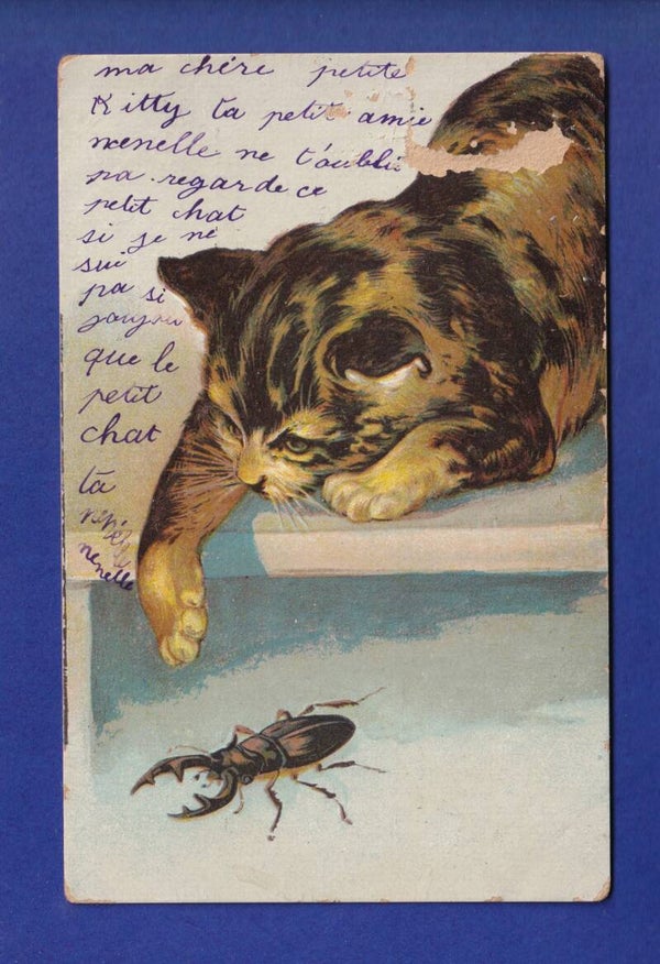 CHAT - Scarabée Publicité "Aux armes d'Angleterre" // dégât sur la face //