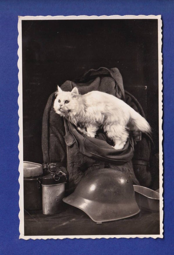 CHAT - Militaire
