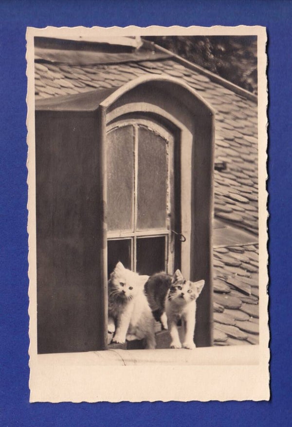 CHAT - Sur le toit
