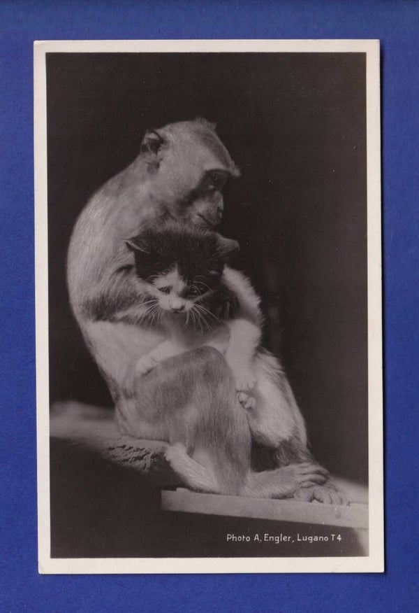 CHAT - Calin avec un singe