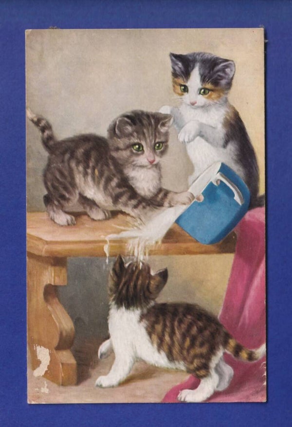 CHAT - Chatons joueurs // dégât sur la face //