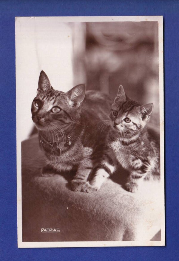 CHAT - Maman et chaton