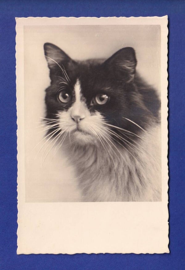 CHAT - Portrait