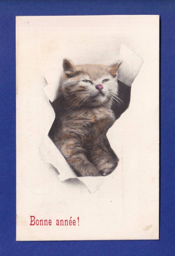 CHAT - Bonne Année