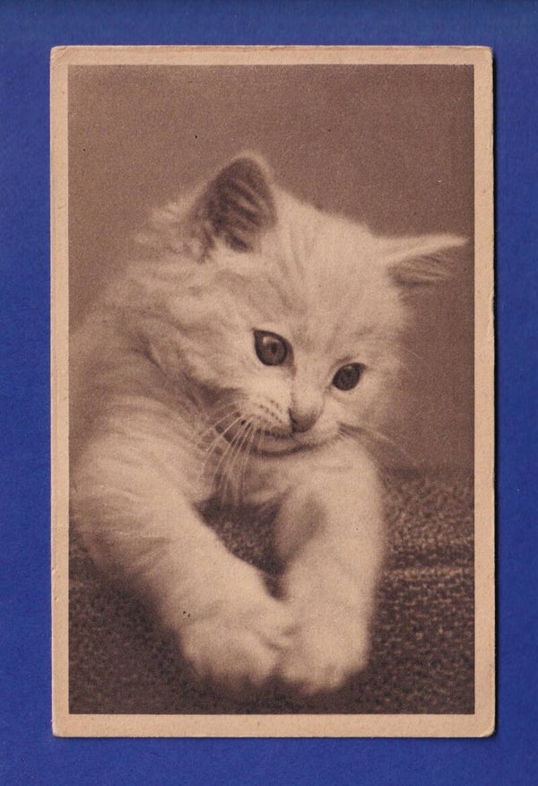CHAT - Chaton