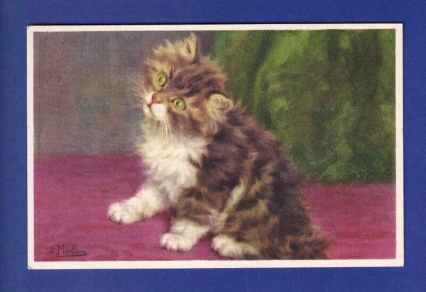 CHAT - Chaton aux yeux verts - D. Merlin