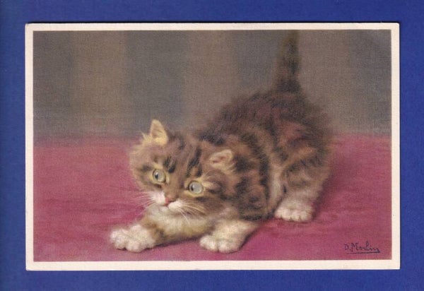 CHAT - Chaton aux yeux verts - D. Merlin