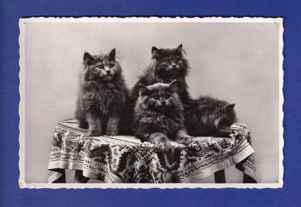 CHAT - 4 chats