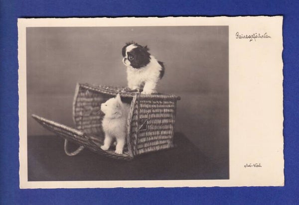 CHAT - Et chien