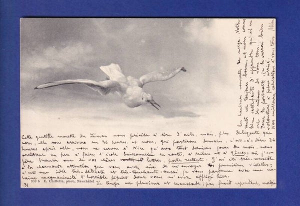 OISEAU - Mouette