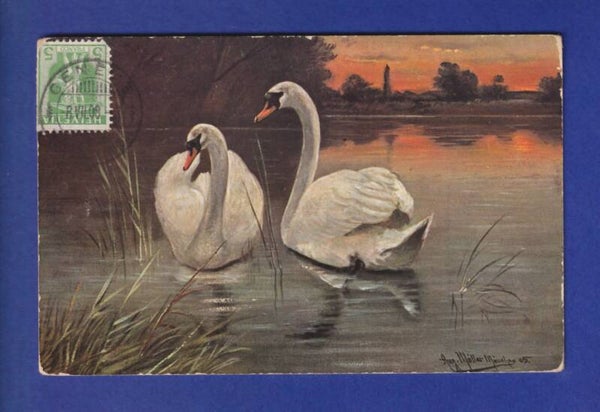 OISEAU - Cygnes