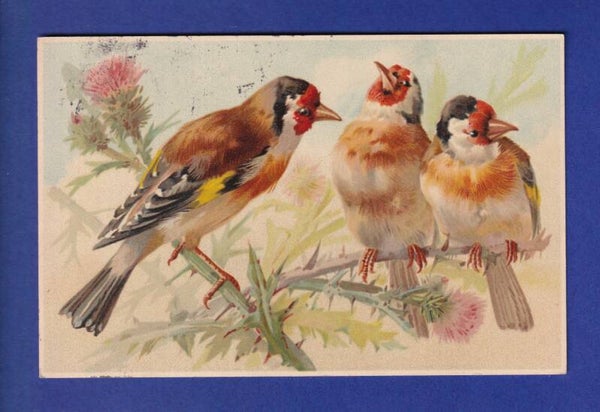 OISEAU - Roselin de Cassin ?