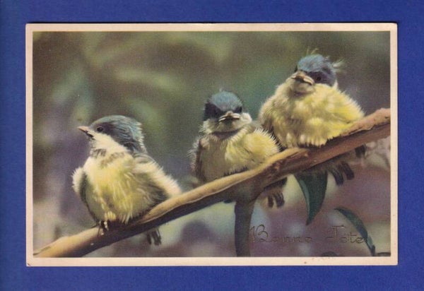 OISEAU - Bébés mésange
