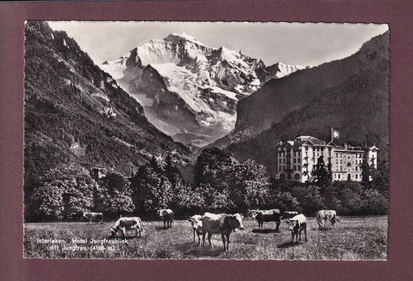 INTERLAKEN - Hotel Jungfraublick - Kühe - 1953