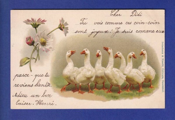 OISEAU - Des oies