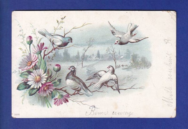 OISEAU - Des Pigeons // pli d'angle //