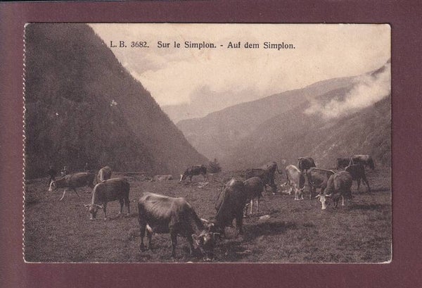 Sur le SIMPLON - Vaches - 1918 Feldpost