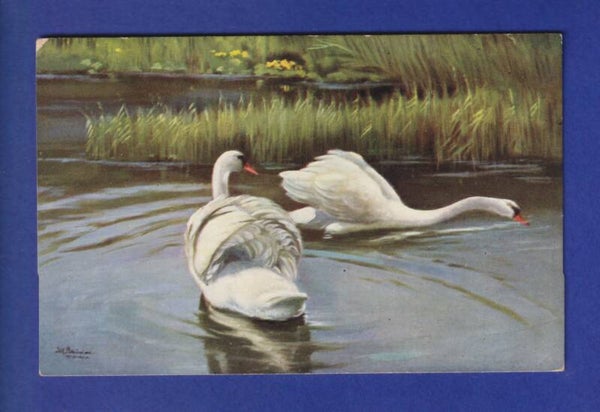 OISEAU - Cygnes