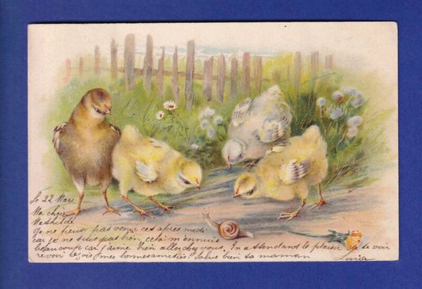 OISEAU - Poussins escargot