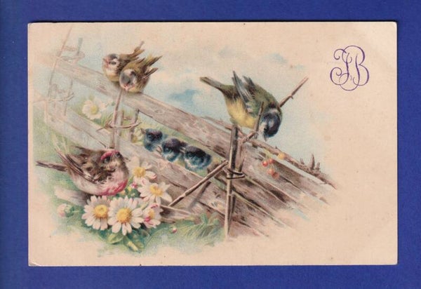 OISEAU - Petite famille