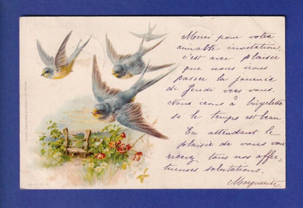 OISEAU - Hirondelles