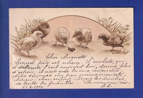 OISEAU - Poussins  - Carte gauffrée