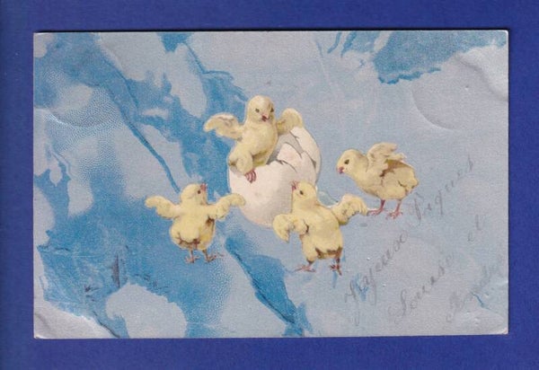 OISEAU - Poussins