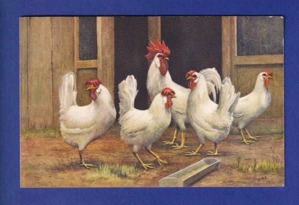 OISEAU - Coq et poules