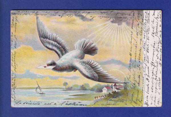 OISEAU - Pigeon messager