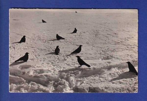 OISEAU - Alpendohlen / Chocards