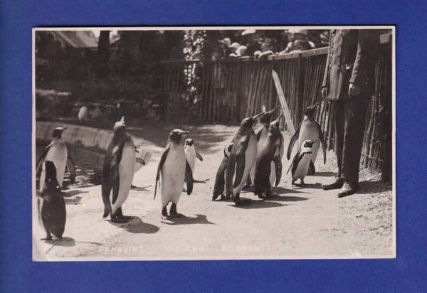 OISEAU - Pingouins