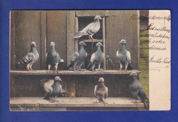 OISEAU - Pigeons // pli d'angle //