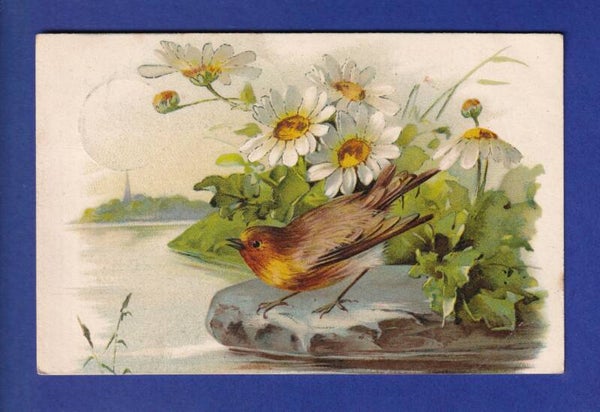 OISEAU - Rouge-Gorge et Marguerites