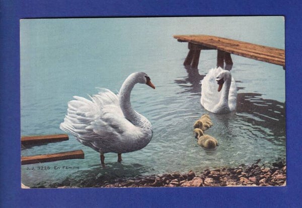 OISEAU - Cygnes et petits