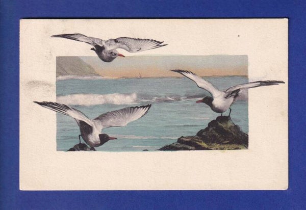 OISEAU - Mouettes