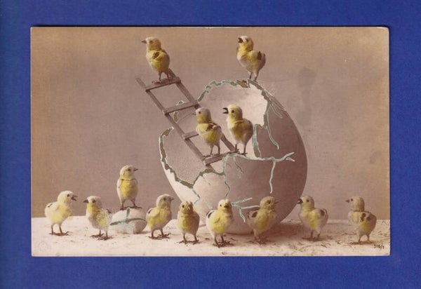 OISEAU - Plein de poussins