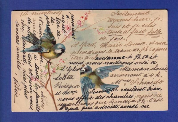 OISEAU - Mésanges