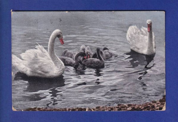 OISEAU - Cygnes et petits // plis d'angle //