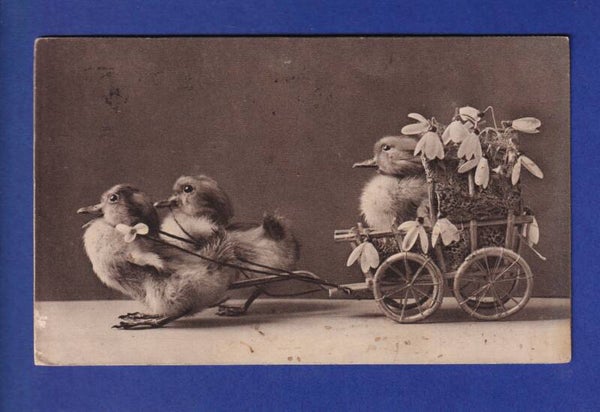 OISEAU - Canard et charrue à canard