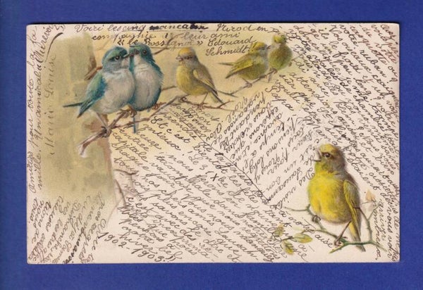 OISEAU - Plein d'oiseaux