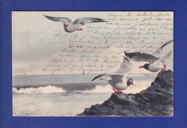 OISEAU - Mouettes
