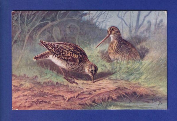 OISEAU - Bécasse