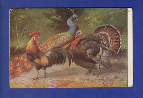 OISEAU - Coq, dindon et paon