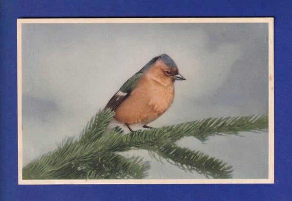OISEAU - Mésange