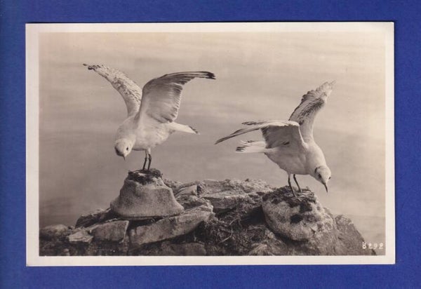 OISEAU - Mouettes