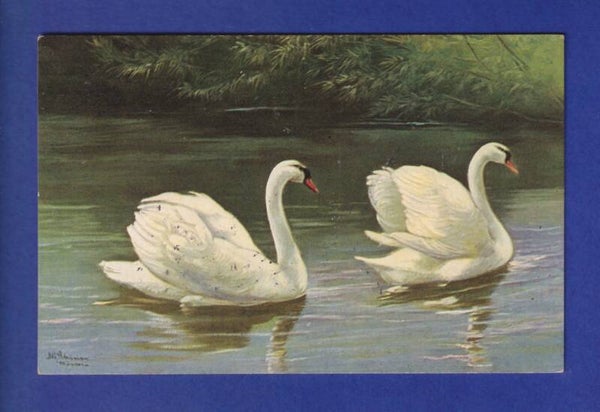 OISEAU - Cygnes