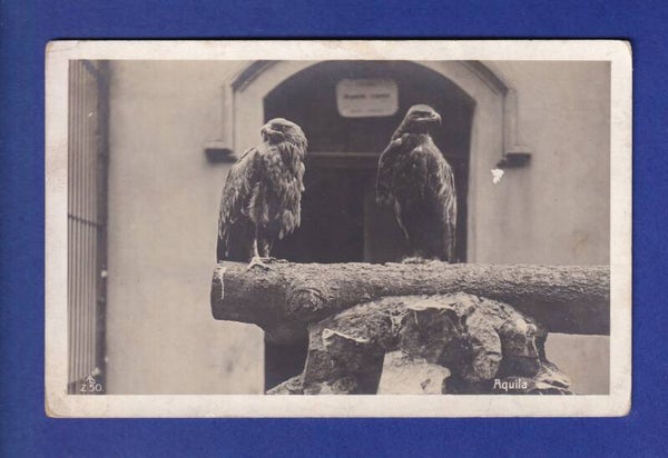 OISEAU - Aigles