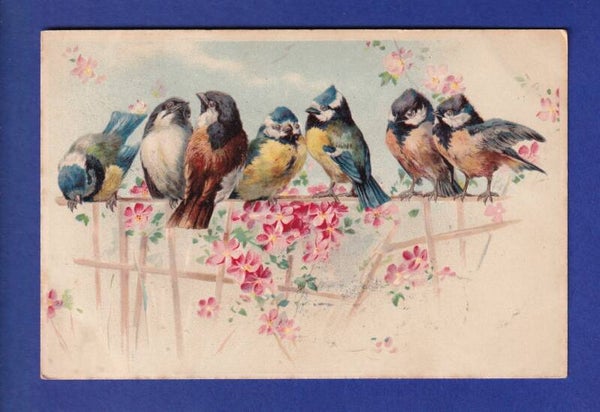 OISEAU - Mésanges
