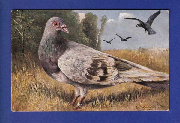 OISEAU - Pigeon